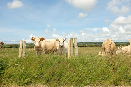 Cattle look ahead from behind a wire fence with wooden posts and lush green grass.の写真素材