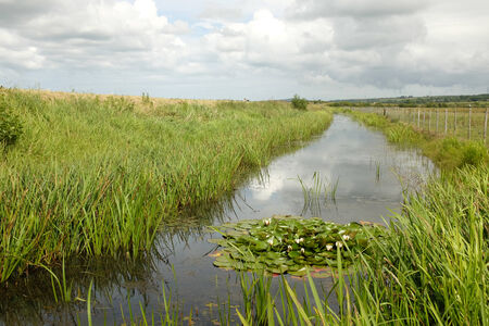 A river cuts through reeds on marshland with a lilly plant and flowers in the foreground.の写真素材