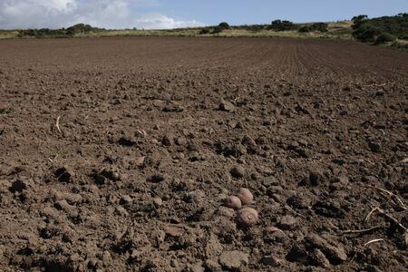 Red potatoes lay on soil following the harvest with a cleared field leading to the distance.の写真素材
