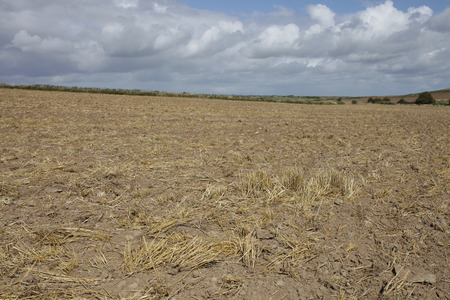 Yellow straw tufts remain in the soil after the wheat harvest with a bloue cloudy sky in the distance.の写真素材