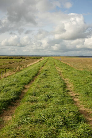 Lush green grass and a track on a dyke running through marshland with a blue cloudy sky in the distance.の写真素材