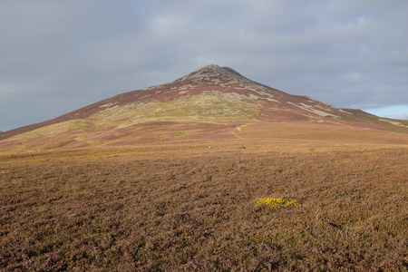 A yellow patch of gorse flowers among purple heather lead to the peak of Yr Eifl, Lleyn Peninsular, Gwynedd, Wales, UK.の写真素材