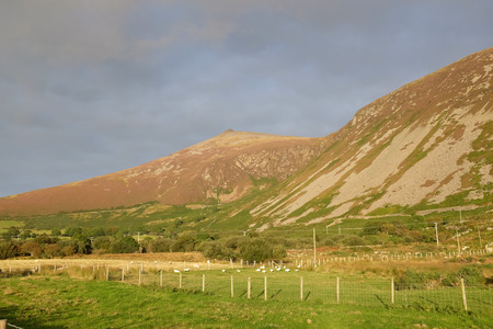 Green fields with fencing and a flock of white geese lead to the heathered peak of Gyrn Goch, Lleyn Peninsular, Gwynedd, Wales, UK.の写真素材