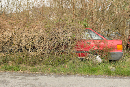The rear end of a red car, automobile, shows through a hedge, bushes.の写真素材