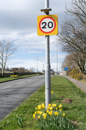 20 mile an hour traffic sign on the road with daffodils in Wales, UKの写真素材