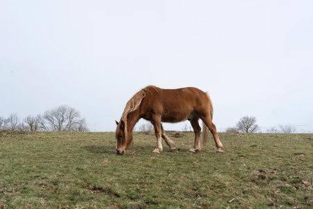 Brown Welsh Cob horse grazing in a green grass field.の写真素材
