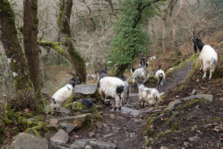 Herd of goats on a mountain trail in the Welsh countryside.の写真素材