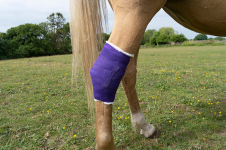 Purple bandage on the rear leg of a palomino horseの写真素材