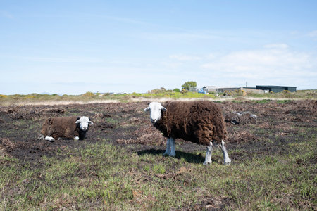 Herdwick rare breed sheep with brown fleece and white facesの写真素材