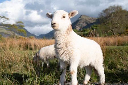 Lambs in a field, Snowdonia, Wales, UKの写真素材