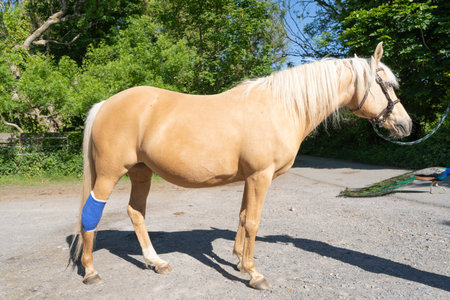 Blue bandage on the hind leg of a palomino ponyの写真素材