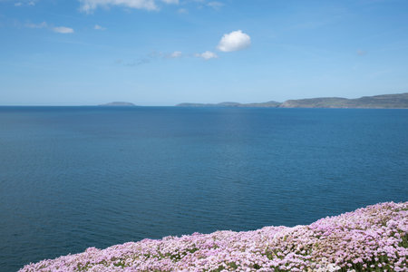 Beautiful pink flowers with a coastal view across a calm blue sea to Bardsey Island, Lleyn Peninsular, Wales, UK, on the horizon.の写真素材