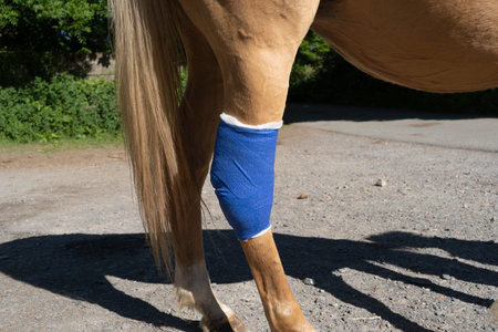 Blue dressing on the hind leg of a palomino pony.の写真素材