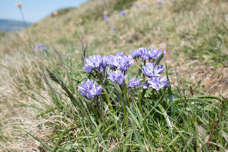 Spring Squill lilac blue flowersの写真素材