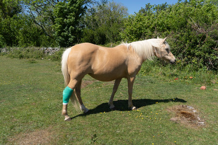 Injured palomino pony with a green dressing on a hind legの写真素材