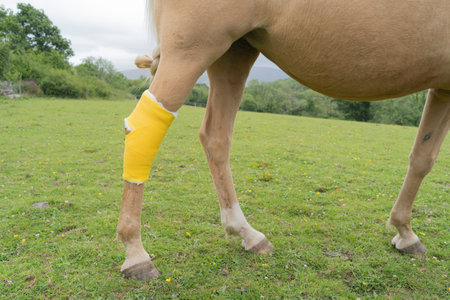 Horse in a meadow with yellow bandage on the hind legの写真素材
