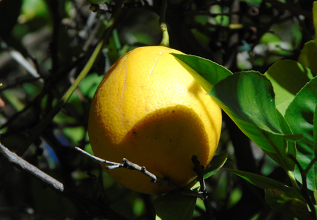 A lemon hangs on a tree in my backyard.の写真素材