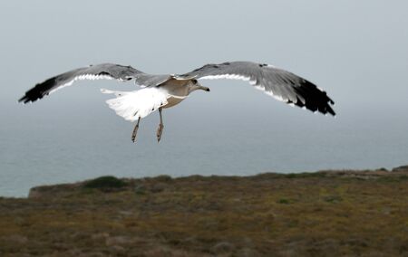 A seagull takes flight above a beach in Southern California.の写真素材