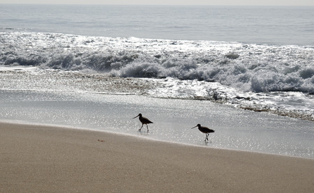 Two sandpiper seabirds walk along the shore at Crystal Cove Beach in Orange County, CA.の写真素材