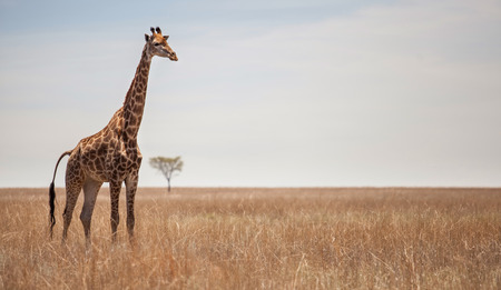 Giraffe isolated on a landscape with one tree in the backgroundの写真素材
