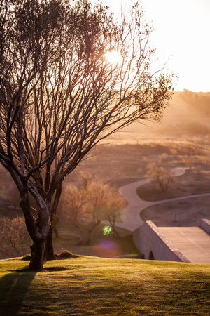 Tree caught in the setting sunlight with a bridge and pathways.の写真素材