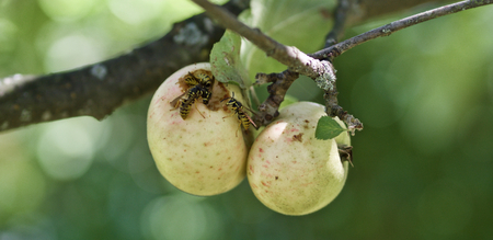 wasps on an appleの写真素材