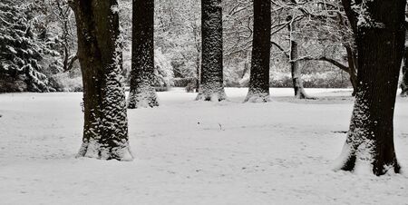snowy meadow in a parkの写真素材