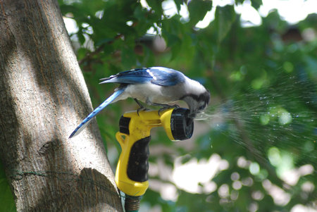 Heat relief for a Blue Jay in Summerの写真素材