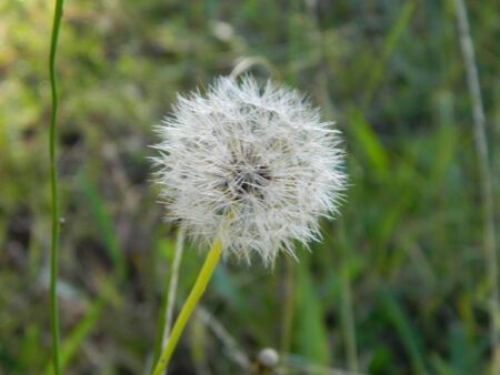 Dandelion in grassの写真素材