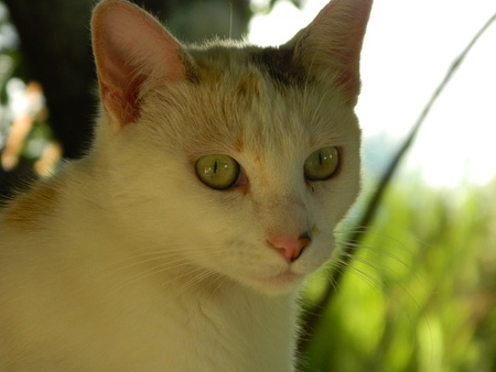 Diesel the cat stares into the distanceの写真素材