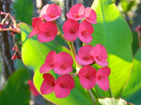 Christ-thorn flowersの写真素材