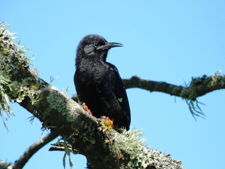 South African Fork-tailed Drongo in treeの写真素材