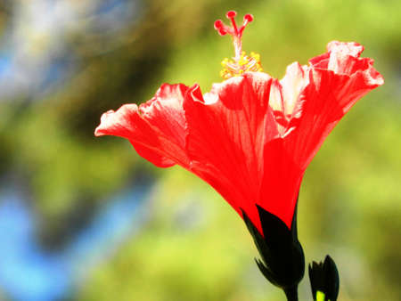 Red Hibiscus flowerの写真素材