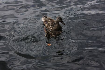 Female Mallardの写真素材