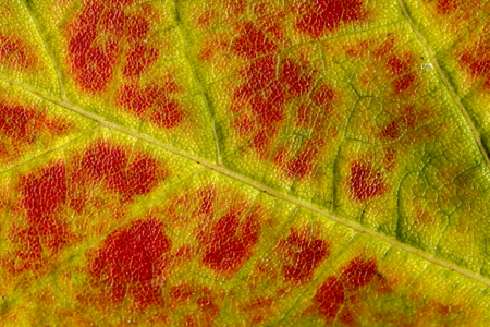 Close up texture of fall autumn leavesの写真素材