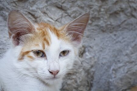 Young Cat Portrait against stone wall backgroundの写真素材