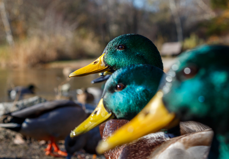 Three mallard ducks in a row. Green and yellowの写真素材