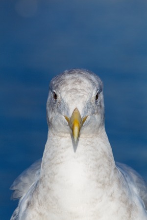 Close up detailed portrait of a seagullの写真素材