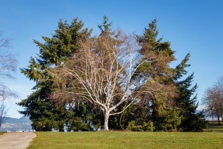 Large White Tree in park WIth Clear Blue Skyの写真素材