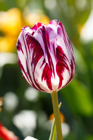 Close up Purple Prince Species Spring Tulip Flowerの写真素材