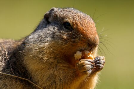 Colombian ground squirrel holding and eating foodの写真素材