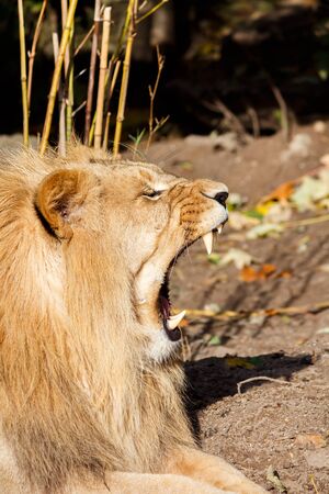 Angry Male Lion Snarling and Bearing Teeth Aggressivelyの写真素材