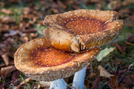 Large orange poisonous mushrooms close up viewの写真素材