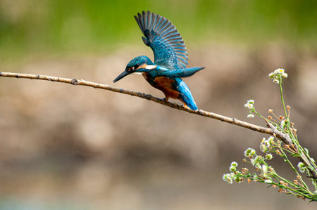 kingfisher on branch