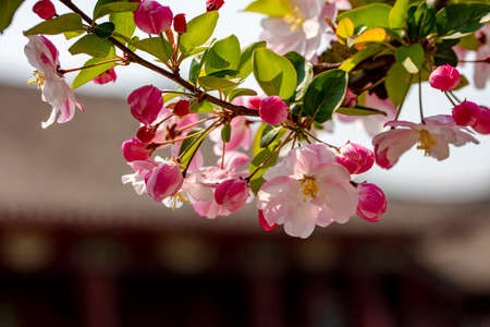 Begonia flowers blooming in spring in Yuhuangding Park, Yantaiの写真素材