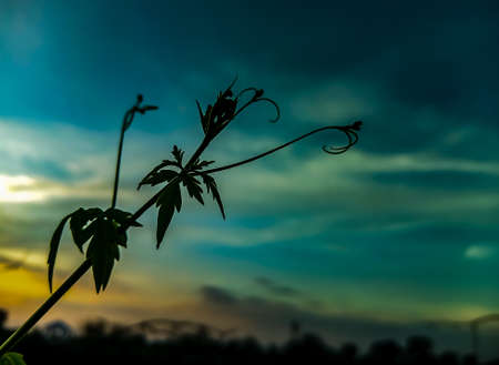 A beautiful leaf on the sunset skyの写真素材