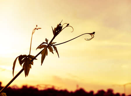 A beautiful leaf on the sunset skyの写真素材