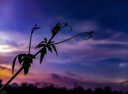 A beautiful leaf on the sunset skyの写真素材
