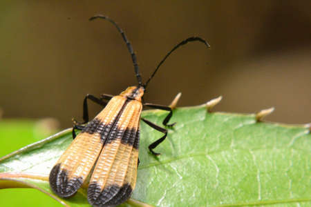 small insect looks beyondの写真素材