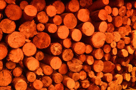 stacked treesの写真素材